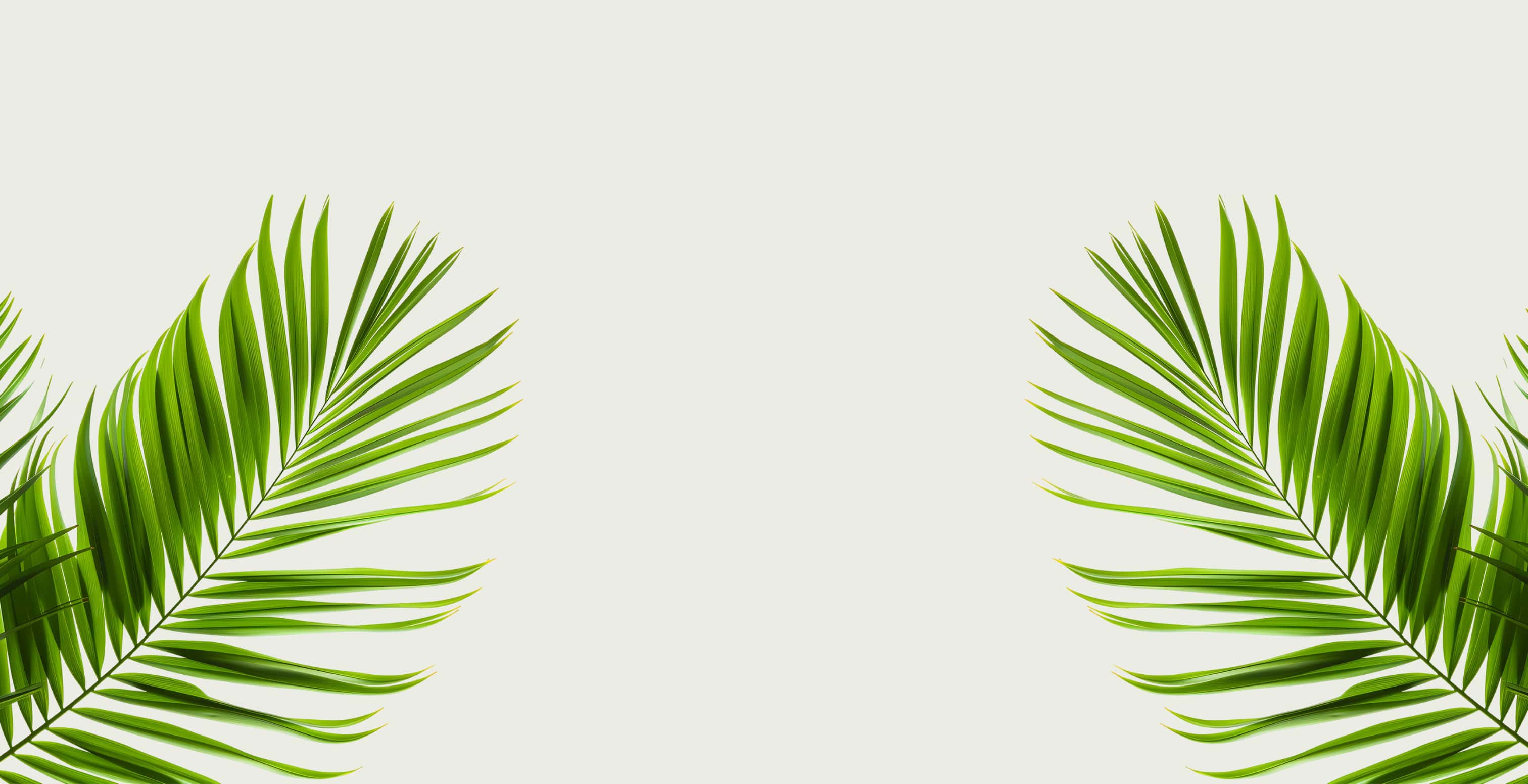 a list palm trees